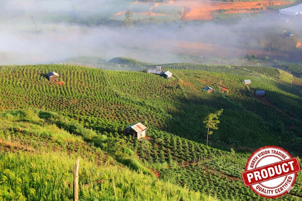 ROBUSTA COFFEE